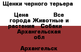 Щенки черного терьера › Цена ­ 35 000 - Все города Животные и растения » Собаки   . Архангельская обл.,Архангельск г.